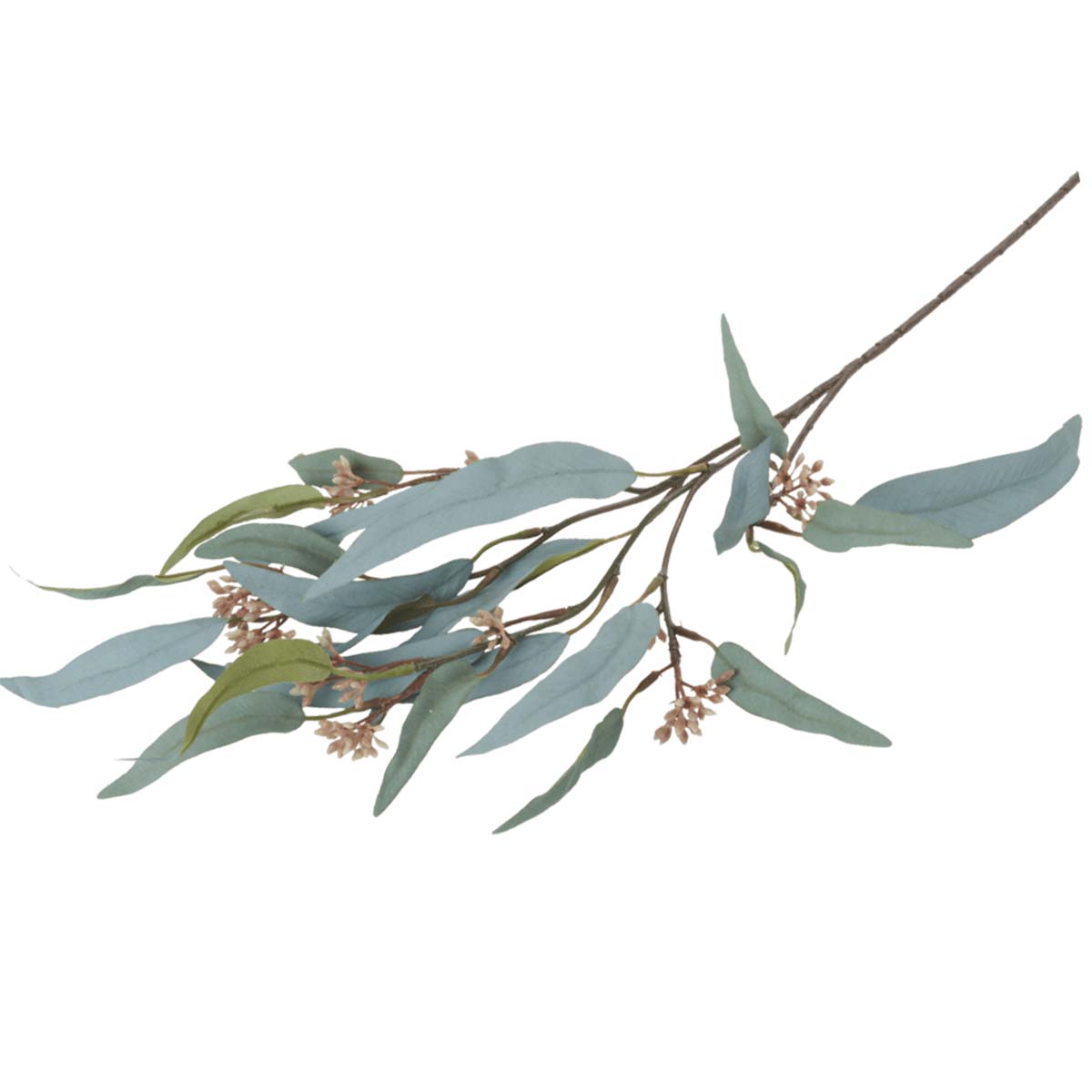 Eucalyptus Nicolii-WYLD HOME