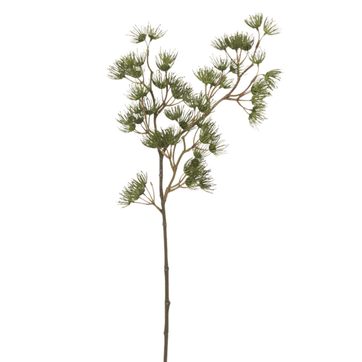 Pinus Vert-WYLD HOME