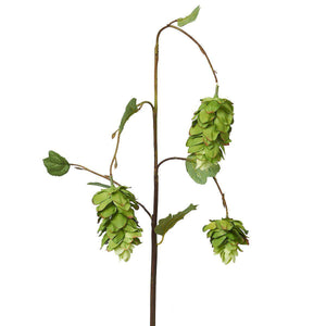 Drooping Hops Spray-WYLD HOME